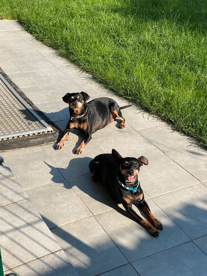 BIETE zuverlässige Hundebetreuung in Egelsbach