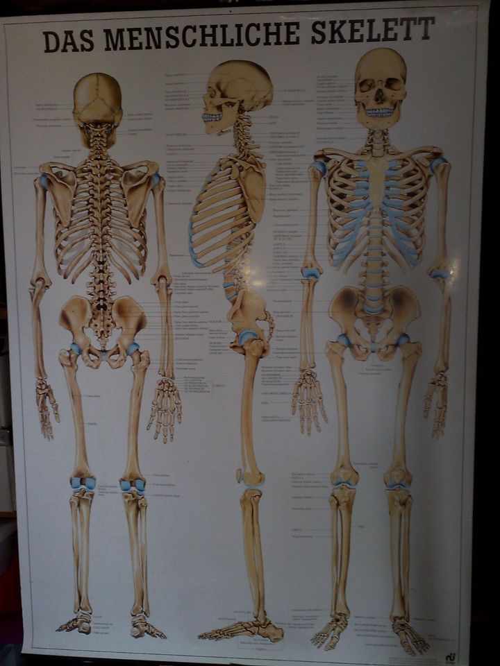 Anatomiekarte von Rüdiger Anatomie - Skelett in Hamburg