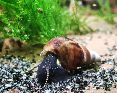 Tylomelania perfecta / Donnerkeilschnecke - reinerbig 3,45€ in Essen