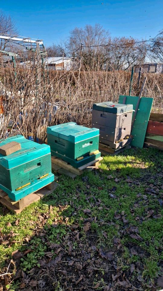 (NUR ANRUFE) Carnica Bienen GÜNSTIG zu verkaufen MIT BIENENSTOCK in Düren