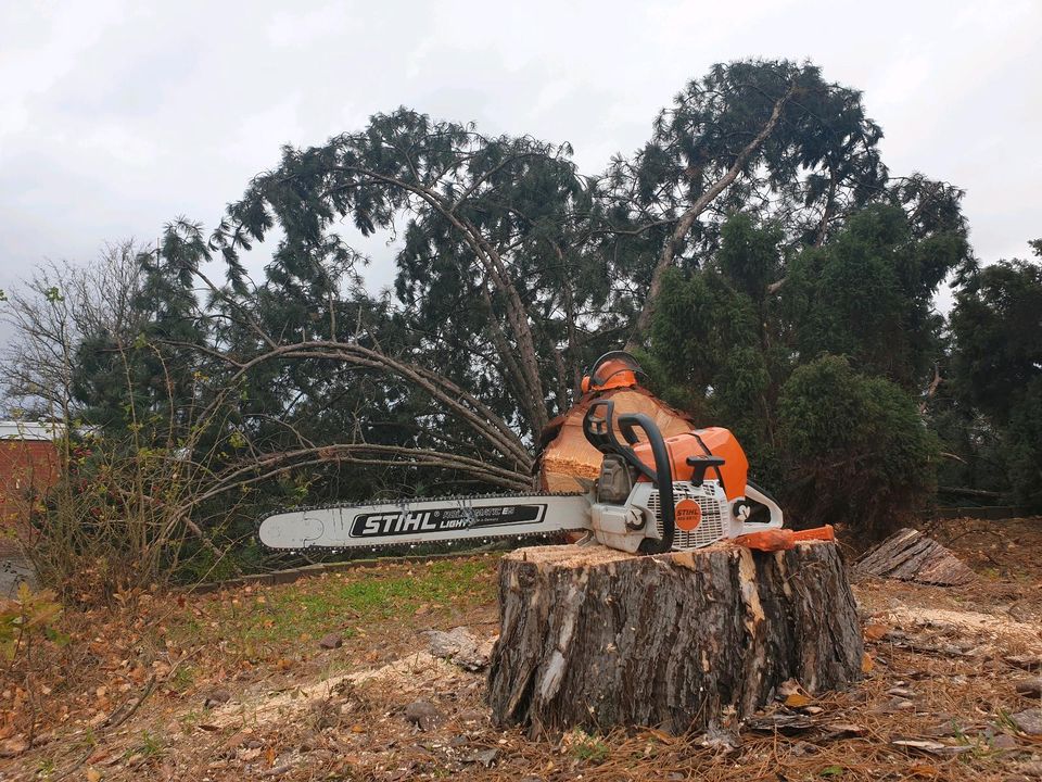 Baumfällarbeiten, Baumpflege, Baggerarbeiten mit Minibagger in Meerbeck