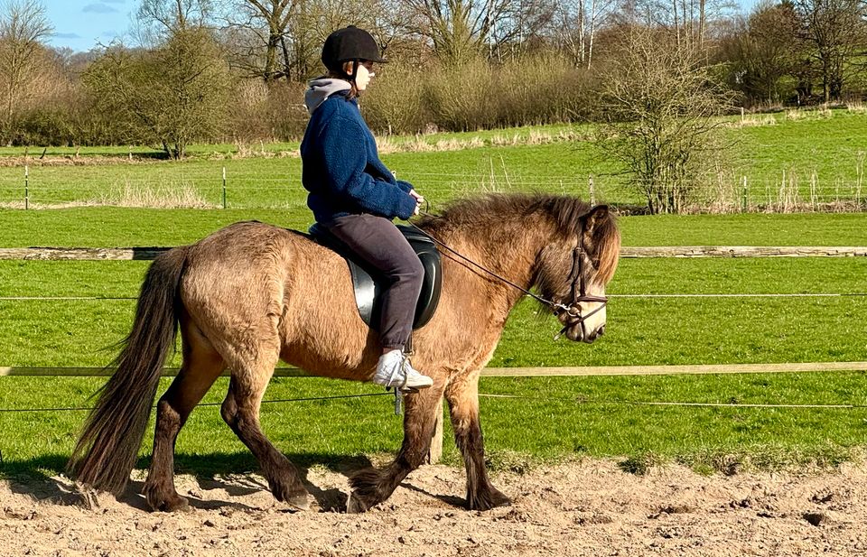 Hübsche Erdfarbstute für die Familie - Isländer/Islandpferd in Hamburg