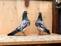 Pakistanische Hochflieger Salara Teddys Niedersachsen - Leer (Ostfriesland) Vorschau