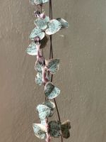 String of hearts variegata ceropegia woodii var. Ableger Nordrhein-Westfalen - Bad Lippspringe Vorschau