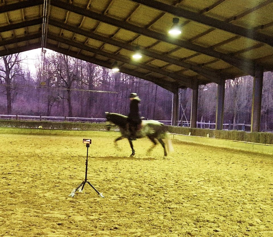 Online-Reitunterricht in Neustadt (Wied)