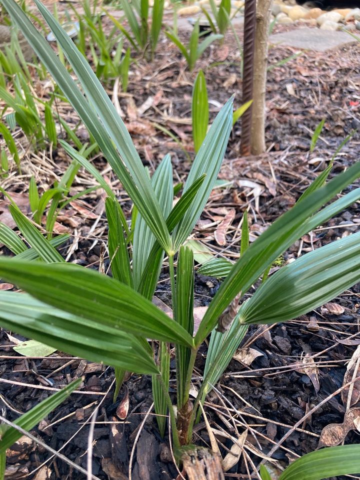 Palmen Trachycarpus fortunei in Bühl