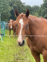 6 jähriger Quarter Horse mit blauen Auge! Hessen - Biebertal Vorschau