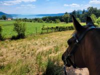 Reitbeteiligung gegen Mithilfe zu vergeben Baden-Württemberg - Hohenfels Vorschau