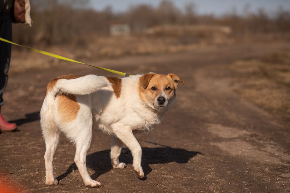 Tierschutz Hund Fil sucht eine liebe Familie! in Berlin