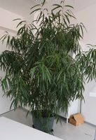 Große Palme/Pflanze für Empfang, Wintergarten, Eingangsbereich Hessen - Kassel Vorschau