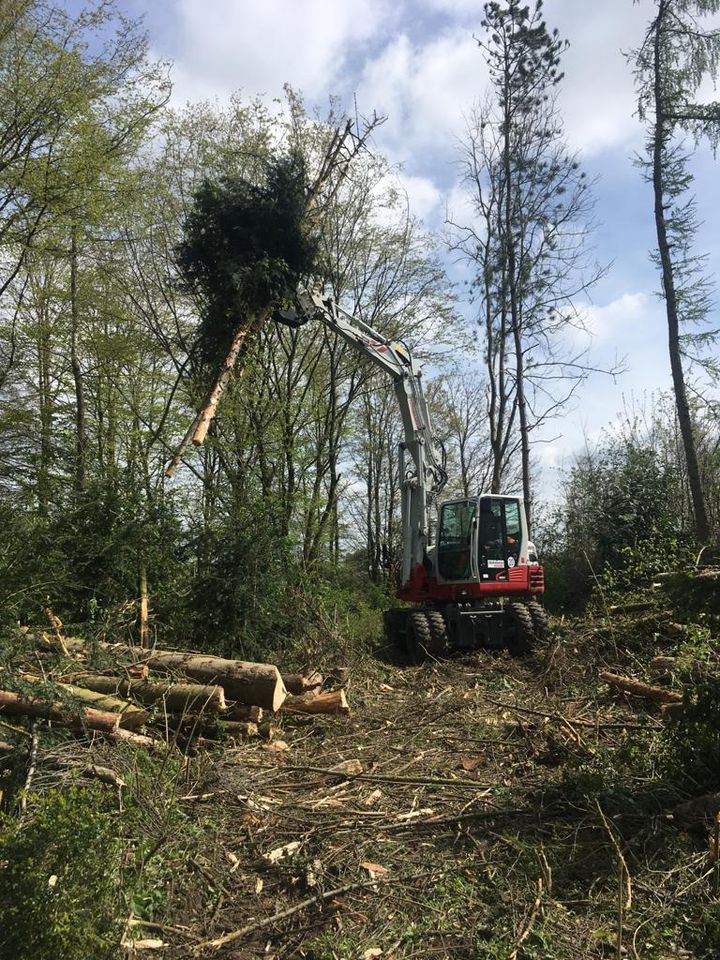 Baumfällung, Problembaumfällung, Rückschnitt, Mulcharbeiten in Lippetal