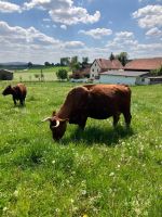 Kühe Rotes Höhenvieh Bio Naturland Bayern - Hirschau Vorschau