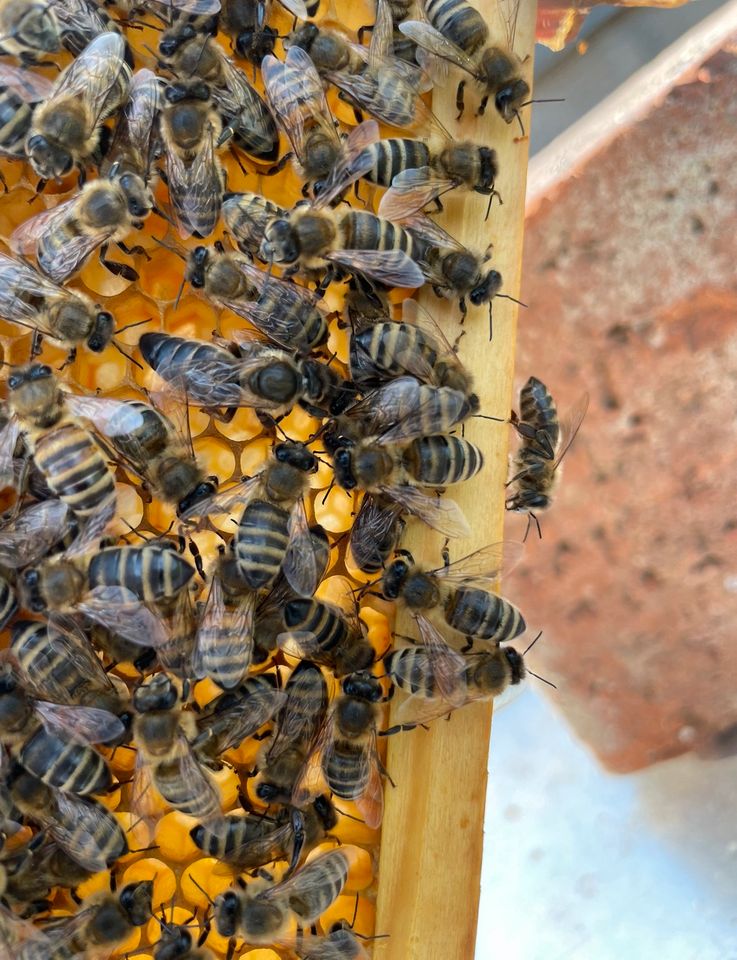 Ableger Carnica Imker Bienen Bienenvolk Bienenableger in Haßfurt