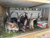 Kaninchen zum verkauf Rheinland-Pfalz - Kandel Vorschau