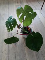 Monstera zimmerpflanzen Bayern - Memmingen Vorschau