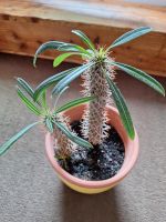 Madagaskar Palmen VB!  Pflegeleicht Dresden - Prohlis-Nord Vorschau