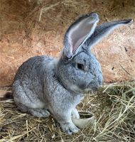 Deutsche Riesen Kaninchen Chinchilla Niedersachsen - Bremervörde Vorschau