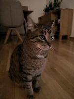 Kater (Katze) vermisst Bayern - Augsburg Vorschau