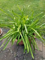 Agapanthus (Schmucklilie) Rheinland-Pfalz - Offenbach-Hundheim Vorschau