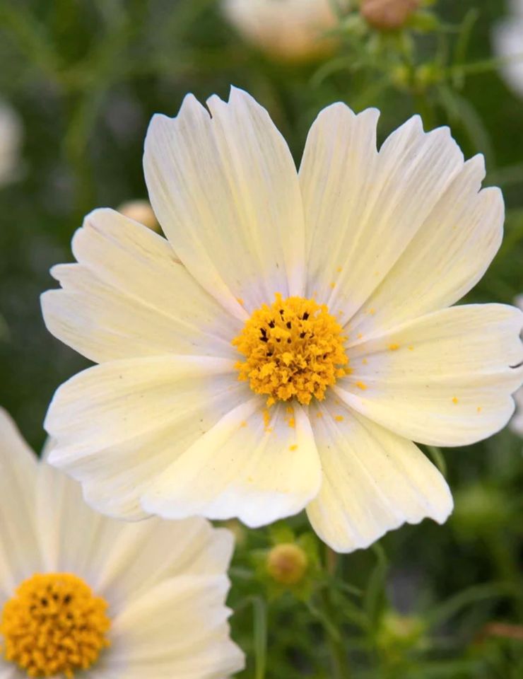 Samen Saatgut Kosmeen Cosmos Kosmos Blumensamen Garten Pflanzen in Celle