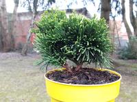 Bonsai Baum Japanische Muschelzypresse Doppelstamm Zypresse Eimsbüttel - Hamburg Eidelstedt Vorschau