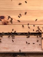 Bienenplatz, Stellplatz Bienen, Bienenbeute Nordrhein-Westfalen - Hilden Vorschau