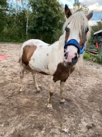 Pinto Stute, 4 Jahre Bayern - Helmbrechts Vorschau