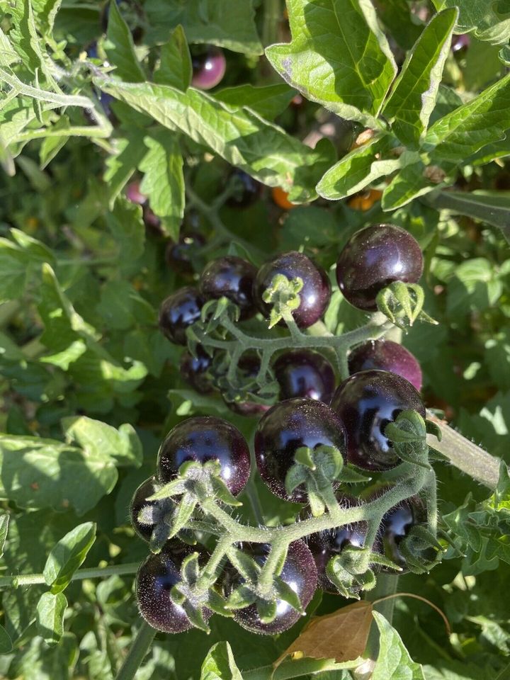 Tomatensamen Cocktail- Kirschtomaten Mix Alte Sorten in Esslingen