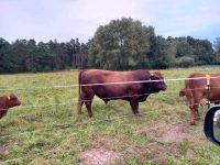 Roten Harzer Höhenvieh Bulle Stier Sachsen-Anhalt - Wenze Vorschau