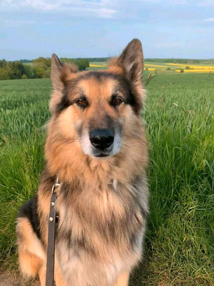 Deutsch - Schweizer - Schäferhund Rüde in Grebenstein