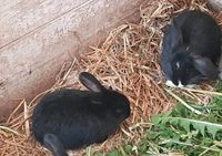 Kaninchen-Babys Junge Kaninchen Widder-Mischlinge Thüringen - Erfurt Vorschau