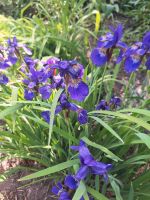 Sibirische Iris Lilie insektenfreundlich winterhart Pankow - Buch Vorschau