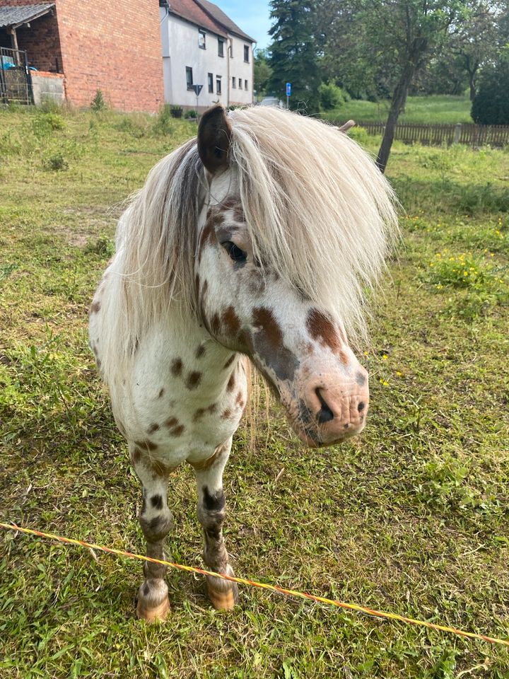 Dt. Part-bred Shetland Pony, Hengst in Bad Salzungen