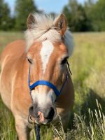 Haflinger Wallach Pony 16 Jahre in liebevolle Hände abzugeben Brandenburg - Schulzendorf bei Eichwalde Vorschau