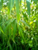 Bambus Pflanzenableger Bayern - Schwandorf Vorschau