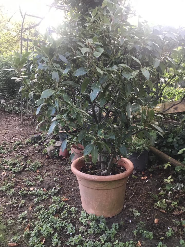 Gewürzlorbeer Kübelpflanze Laurus nobilis in Alpen