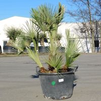 Zwergpalme Chamaerops Humilis (Nr.14) +/- 130cm Nordrhein-Westfalen - Oberhausen Vorschau