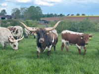 Texas Longhorn Rinder zu verkaufen Hessen - Gründau Vorschau
