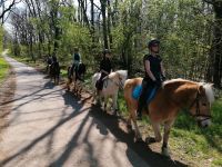 Mehrere Pferde suchen eine Reitbeteiligung Saarland - Überherrn Vorschau