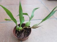 Coelogyne cristata Baden-Württemberg - Ostrach Vorschau