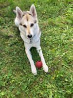 Husky- (Wolfshund)- Schäferhund- Mix - Hündin Thüringen - Erfurt Vorschau