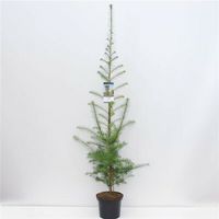 EXKLUSIV: Larix kaempferi 160-180cm Japanische Lärche Nordrhein-Westfalen - Nordkirchen Vorschau