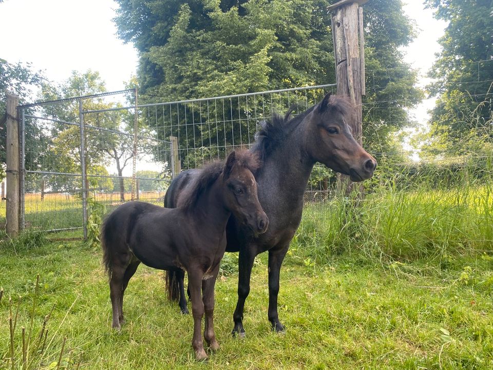 American Miniature Horse Stute AMHA in Hohenhameln