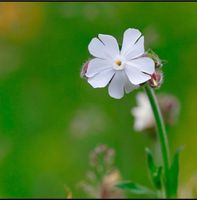 30 Samen Breitblättrige Lichtnelke, Wildblume Garten Insekten Bayern - Baldham Vorschau