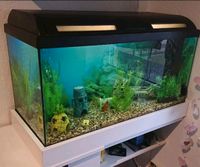 120 L Aquarium mit ganz viel Zubehör super Zustand top gepflegt Mecklenburg-Vorpommern - Zurow Vorschau