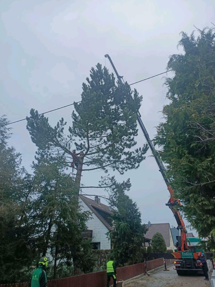 Baum- und Gartenpflege in Oettingen in Bayern