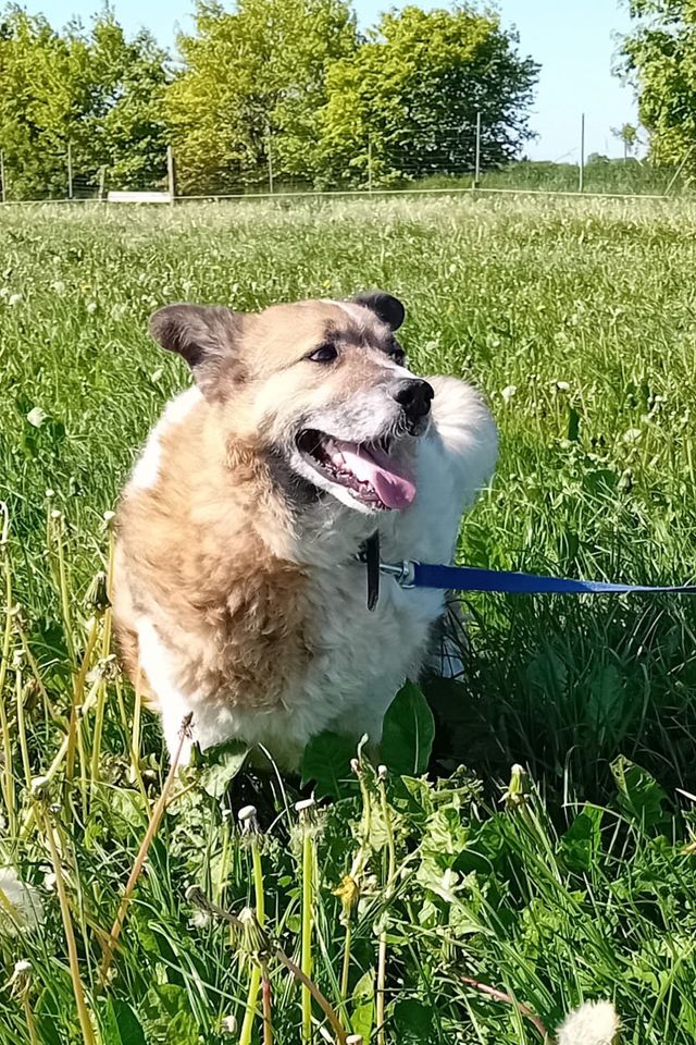 Karlson - eine gute Laune Hund - für Anfänger geeignet in Lürschau