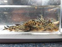 Synodontis multipunctatus Kuckuckswels Nürnberg (Mittelfr) - Südstadt Vorschau