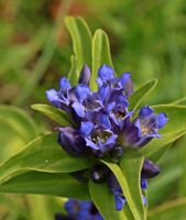 Gewöhnlicher Kreuz-Enzian -Gentiana cruciata Staude Pflanze Alpin Bayern - Veitshöchheim Vorschau