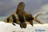 Myxocyprinus asiaticus / Wimpelkarpfen Nordrhein-Westfalen - Löhne Vorschau